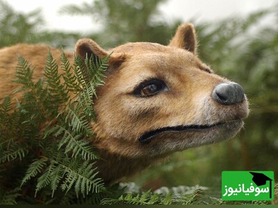 ویدئو/ آیا سایه‌های تاسمانی هنوز پناهگاهی برای ببرهای راه‌راه است؟ / ماجراجویی شگفت‌انگیز در جستجوی گرگ تاسمانی و  بررسی تاریخچه و شایعات زنده بودن این شکارچی افسانه‌ای