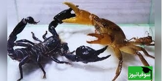(ویدئو) مستند حیات وحش حیوانات/ راز بقا: نبرد نفس‌گیر خرچنگ و عقرب سیاه