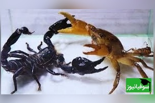 (ویدئو) مستند حیات وحش حیوانات/ راز بقا: نبرد نفس‌گیر خرچنگ و عقرب سیاه