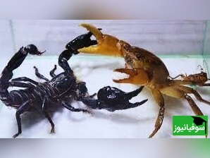 (ویدئو) مستند حیات وحش حیوانات/ راز بقا: نبرد نفس‌گیر خرچنگ و عقرب سیاه