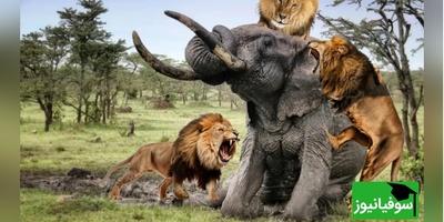 (ویدئو) مستند حیات وحش حیوانات/ تلاش شیر نر برای کشیدن یک فیل غول پیکر روی زمین