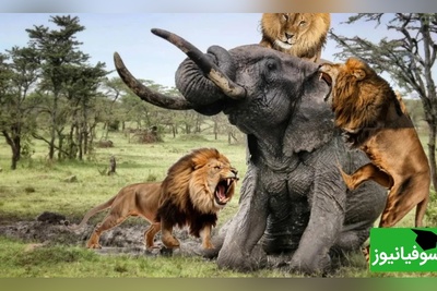 (ویدئو) مستند حیات وحش حیوانات/ تلاش شیر نر برای کشیدن یک فیل غول پیکر روی زمین