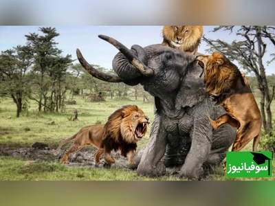 (ویدئو) مستند حیات وحش حیوانات/ تلاش شیر نر برای کشیدن یک فیل غول پیکر روی زمین