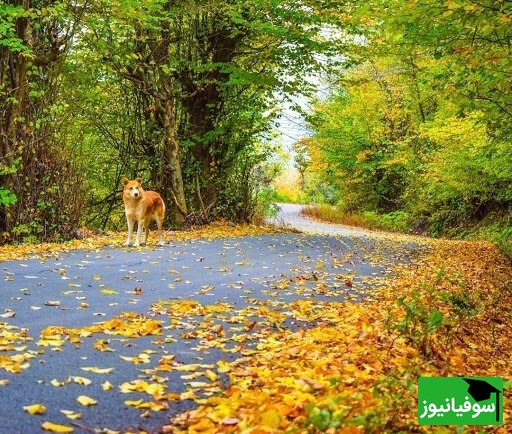 جنگل نقلهبر