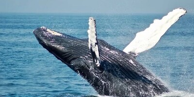 (عکس) باور نمی‌کنید بهترین عطرهای جهان از این استفراغ چندش‌آور نهنگ درست می‌شود/ عنبر، ماده‌ای که با خواص علمی شگفت‌انگیز ثروتمندان را شیفته خود کرده است!