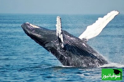 (عکس) باور نمی‌کنید بهترین عطرهای جهان از این استفراغ چندش‌آور نهنگ درست می‌شود/ عنبر، ماده‌ای که با خواص علمی شگفت‌انگیز ثروتمندان را شیفته خود کرده است!