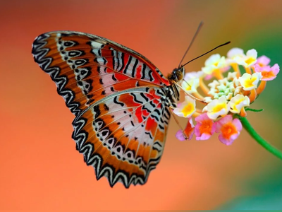 (ویدیو)نمونه‌ای از اثبات اثر پروانه‌ای، چیزی که اصلا از اسمش انتظار ندارید!