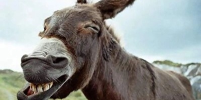 (ویدئو) مستند حیات وحش روز/ راز بقا، این داستان: لاکچری ترین و پولدارترین اُلاغ جهان با پذیرایی ویژه