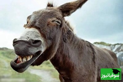 (ویدئو) مستند حیات وحش روز/ راز بقا، این داستان: لاکچری ترین و پولدارترین اُلاغ جهان با پذیرایی ویژه