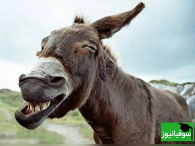 (ویدئو) مستند حیات وحش روز/ راز بقا، این داستان: لاکچری ترین و پولدارترین اُلاغ جهان با پذیرایی ویژه