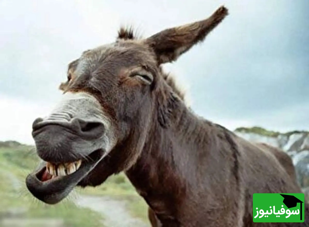 (ویدئو) مستند حیات وحش روز/ راز بقا، این داستان: لاکچری ترین و پولدارترین اُلاغ جهان با پذیرایی ویژه