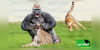 (ویدئو) ویژه علاقه مندان به مستند حیات وحش حیوانات/ راز بقا، این داستان: نبرد نفس‌گیر پلنگ و میمون