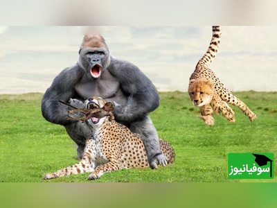 (ویدئو) ویژه علاقه مندان به مستند حیات وحش حیوانات/ راز بقا، این داستان: نبرد نفس‌گیر پلنگ و میمون