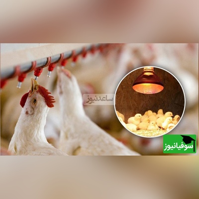 تحولی نوین در پرورش طیور: نخستین مکمل آشامیدنی تقویت‌کننده سیستم ایمنی مخاطی در ایران و خاورمیانه