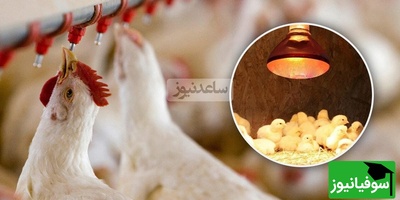 تحولی نوین در پرورش طیور: نخستین مکمل آشامیدنی تقویت‌کننده سیستم ایمنی مخاطی در ایران و خاورمیانه