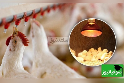 تحولی نوین در پرورش طیور: نخستین مکمل آشامیدنی تقویت‌کننده سیستم ایمنی مخاطی در ایران و خاورمیانه