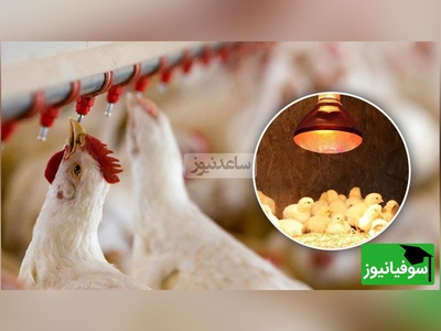 تحولی نوین در پرورش طیور: نخستین مکمل آشامیدنی تقویت‌کننده سیستم ایمنی مخاطی در ایران و خاورمیانه