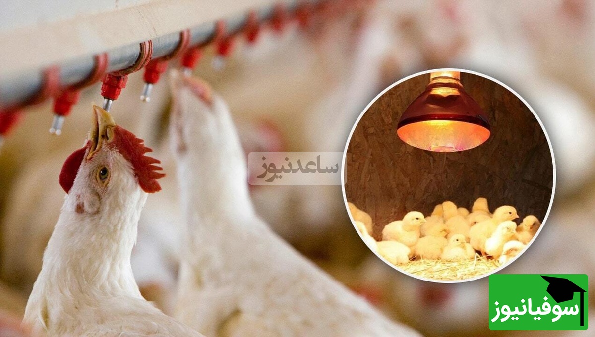 تحولی نوین در پرورش طیور: نخستین مکمل آشامیدنی تقویت‌کننده سیستم ایمنی مخاطی در ایران و خاورمیانه