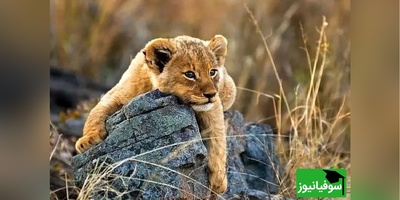 (ویدئو) مستند حیات وحش حیوانات/ بازیگوشی تمام‌نشدنی توله‌شیر با مادرش پربازدید شد/ جریان زندگی و عشق در طبیعت