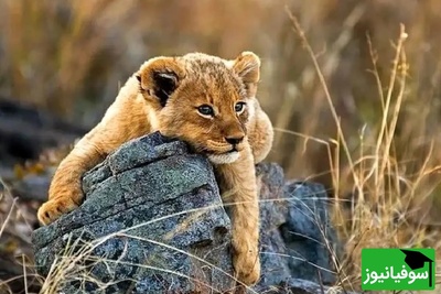 (ویدئو) مستند حیات وحش حیوانات/ بازیگوشی تمام‌نشدنی توله‌شیر با مادرش پربازدید شد/ جریان زندگی و عشق در طبیعت