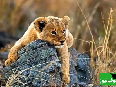 (ویدئو) مستند حیات وحش حیوانات/ بازیگوشی تمام‌نشدنی توله‌شیر با مادرش پربازدید شد/ جریان زندگی و عشق در طبیعت