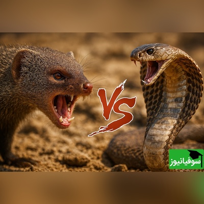 ویدئوی حیات وحش روز؛ این ماجرای راز بقا: نبرد نفسگیر سمور و مار کبری!