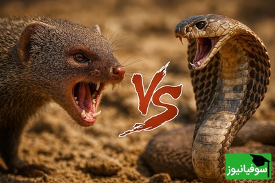 ویدئوی حیات وحش روز؛ این ماجرای راز بقا: نبرد نفسگیر سمور و مار کبری!