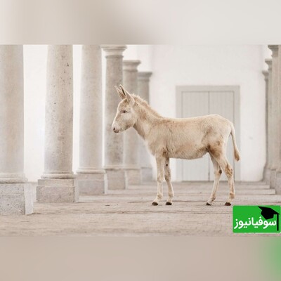 ویدیو/ ضرب‌المثل «خر با پیغام آب نمی‌خورد!» چه کاربردی در زبان و ادبیات فارسی دارد؟