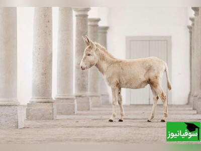 ویدیو/ ضرب‌المثل «خر با پیغام آب نمی‌خورد!» چه کاربردی در زبان و ادبیات فارسی دارد؟
