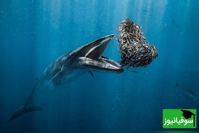 زیبایی‌های پنهان دریا؛ تصاویر برتر مسابقه عکاسی اقیانوس 2024