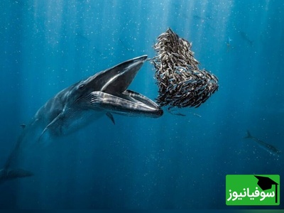 زیبایی‌های پنهان دریا؛ تصاویر برتر مسابقه عکاسی اقیانوس 2024