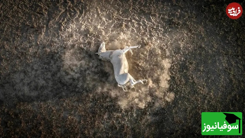 غلت زدن اسب در میان گرد و غبار