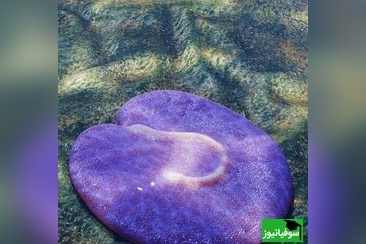 (عکس) جانوری 555 میلیون ساله با شکل عجیب و علامت سؤال معکوس در بدن/ کشفی شگفت‌انگیز در استرالیا