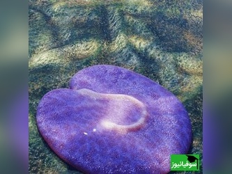 (عکس) جانوری 555 میلیون ساله با شکل عجیب و علامت سؤال معکوس در بدن/ کشفی شگفت‌انگیز در استرالیا