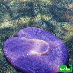 (عکس) جانوری 555 میلیون ساله با شکل عجیب و علامت سؤال معکوس در بدن/ کشفی شگفت‌انگیز در استرالیا