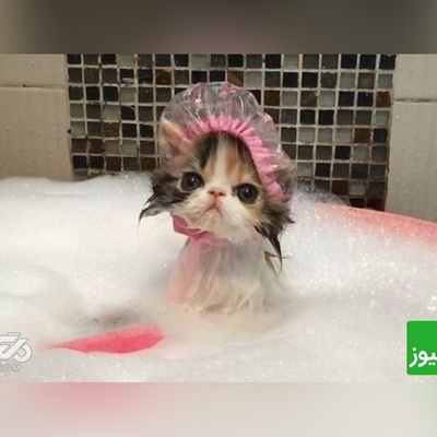 بچه گربه ای که تو حموم از سرپرست خودش قهر کرده😂/ قهر نکن عشق من قهر تو آتیشمه+ ویدیو