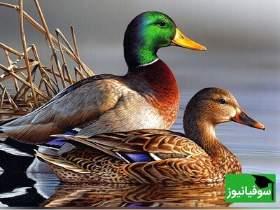 ویدیو / حکایت جالب و شنیدنی از کلیله و دمنه؛ «گمان مرغابی»