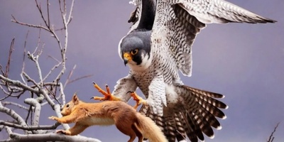 (ویدیو) مستند حیات وحش/ سنجابی که شاهد شکار وحشی همنوعش با شاهین شد