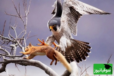 (ویدیو) مستند حیات وحش/ سنجابی که شاهد شکار وحشی همنوعش با شاهین شد