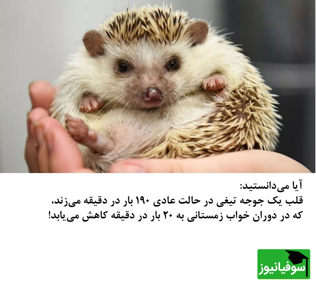 جوجه تیغی