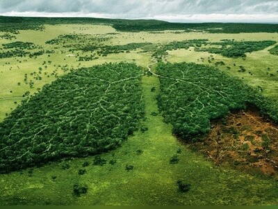 (ویدئو) هجوم فعالان محیط زیست به کارخانه تسلا در برلین