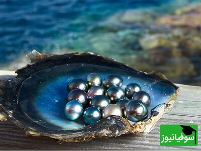 (ویدئو) راز زیبایی مرواریدهای رنگارنگ مخفی شده در صدف‌های غول‌پیکری که چشم‌ها را خیره می‌کنند!