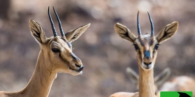 (ویدیو) جدال تاج‌داران دشت در قلب طبیعت/ نبرد دو آهوی نر در پارک ملی گلستان