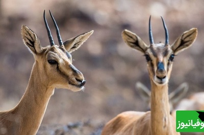 (ویدیو) جدال تاج‌داران دشت در قلب طبیعت/ نبرد دو آهوی نر در پارک ملی گلستان