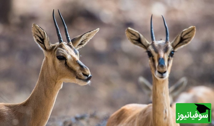 (ویدیو) جدال تاج‌داران دشت در قلب طبیعت/ نبرد دو آهوی نر در پارک ملی گلستان