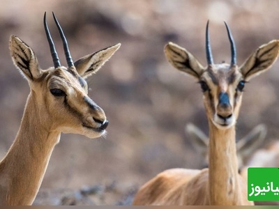(ویدیو) جدال تاج‌داران دشت در قلب طبیعت/ نبرد دو آهوی نر در پارک ملی گلستان