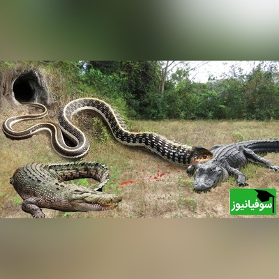 (ویدئو) مستند حیات وحش حیوانات/ راز بقا، این داستان: نبرد نفس‌گیر  تمساح وحشی و مار پیتون