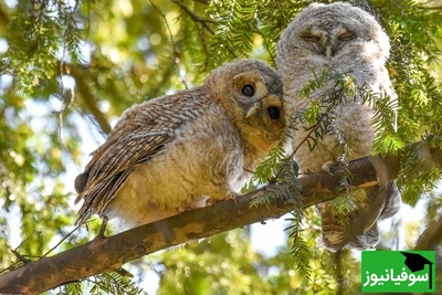 تماشای برندگان مسابقه عکاسی اکولوژی بریتانیا 2024؛ از هدیه عاشقانه درنای قطبی تا طبیعت خیره‌کننده آلپ