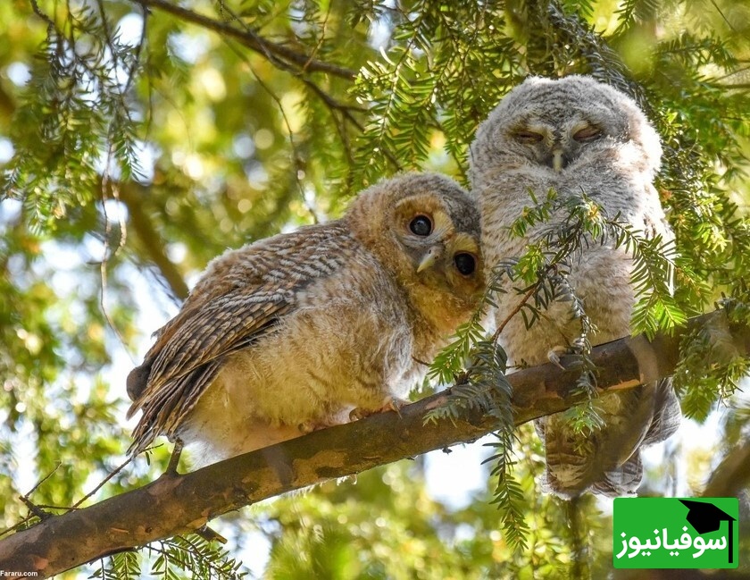 تماشای برندگان مسابقه عکاسی اکولوژی بریتانیا 2024؛ از هدیه عاشقانه درنای قطبی تا طبیعت خیره‌کننده آلپ