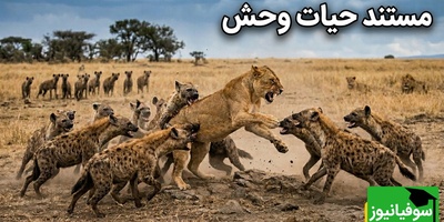 درس هایی از طبیعت؛ مستند حیات وحش/ اتحاد گله کفتار ها روی سلطان جنگل را کم کرد/وقتی استراتژی بر قدرت غلبه می‌کند+فیلم
